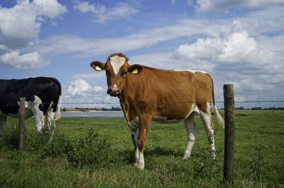 Cows grazing on field against sky