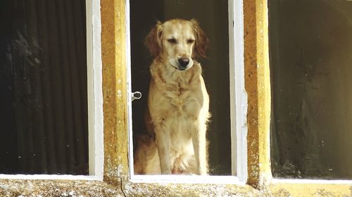 Portrait of a dog looking through window