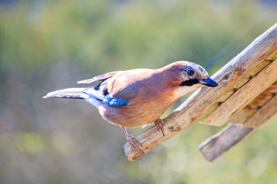 Close-up of bird perching on wood