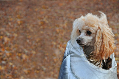 Brown curly poodle sitting in a gray bag