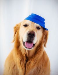 Close-up portrait of dog