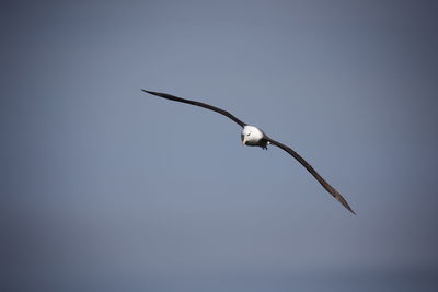 Black browed albatross gliding over the cliff tops