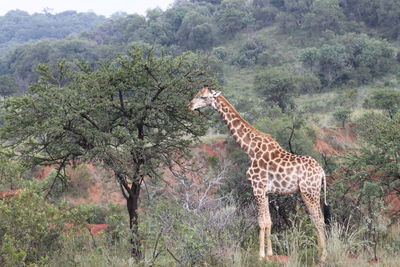 Side view of giraffe against trees