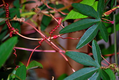 Leaves and squiggles 