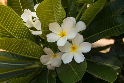 Close-up of white flowering plant