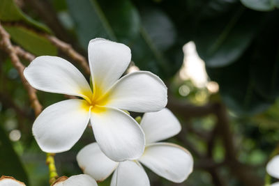 Close-up of white flowering plant