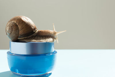 Close-up of snail on table