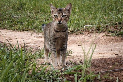 Portrait of cat on field