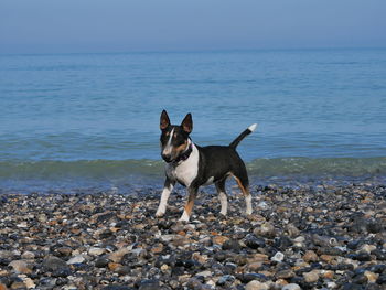 Bull terrier standing on beach