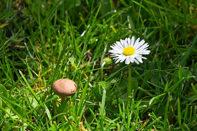 White flowers blooming in grassy field