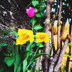 Close-up of yellow flowers