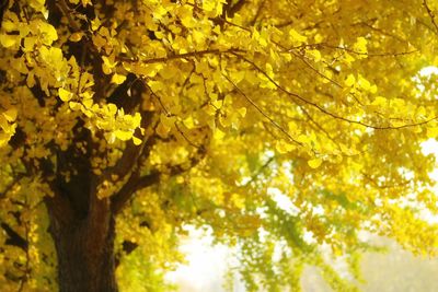 Low angle view of tree