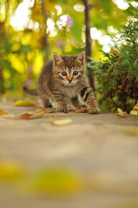 Portrait of tabby kitten