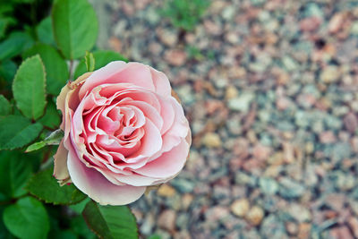 Close-up of pink rose blooming in yard