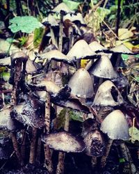 Close-up of mushroom on tree trunk