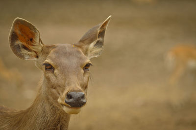 Close-up portrait of deer