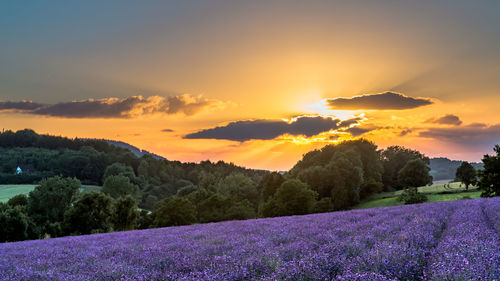 Scenic view of lavender growing on field against sky during sunset