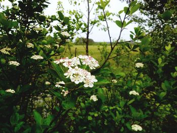 Close-up of flowers blooming on tree