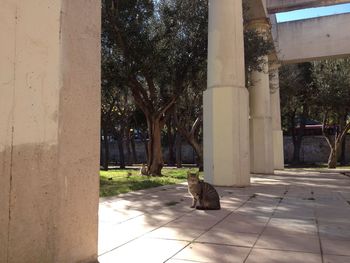 Cat by tree against sky