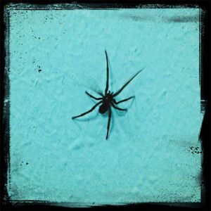 insect