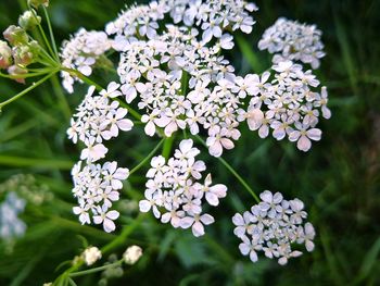 Close-up of white flowering plant