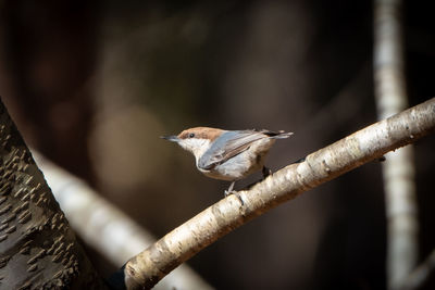 Close-up of bird perching on branch