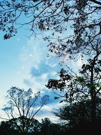 Low angle view of trees against sky