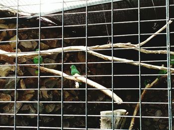 View of birds in cage