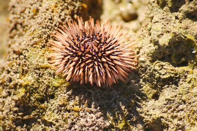 Close-up of thistle in sea