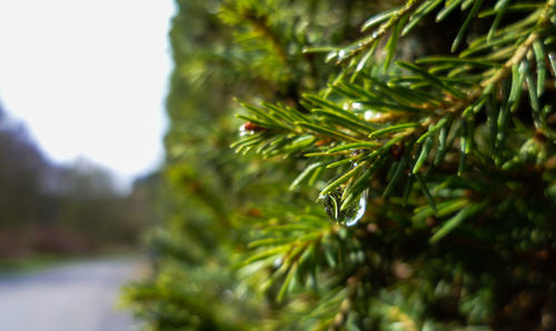 Close-up of leaves