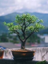 Close-up of potted plant on table