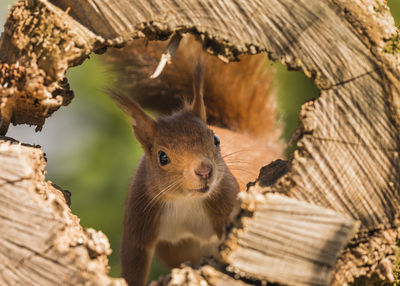 Close-up of squirrel on wood