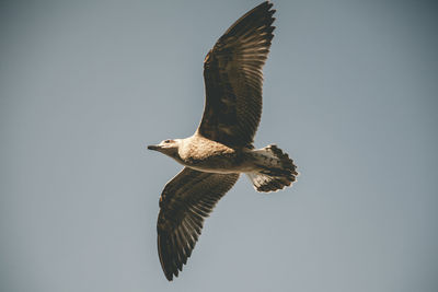 Low angle view of eagle flying against clear sky