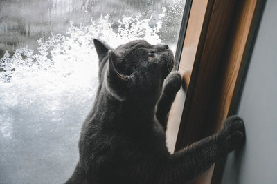 Close-up of dog looking through window