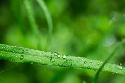 Close-up of wet plant leaves during rainy season