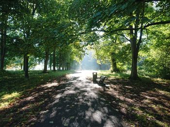 Trees in forest