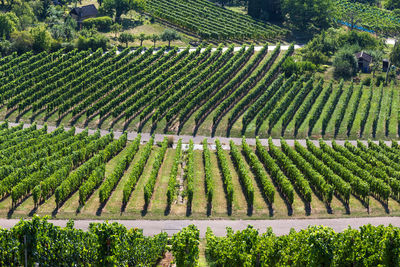 High angle view of agricultural field