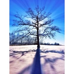 tree