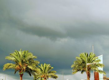 Low angle view of palm tree against storm clouds