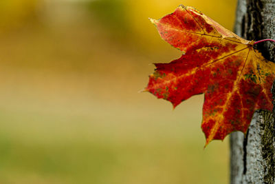 Close-up of red maple leaf against blurred background