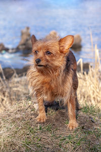 A funny hairy little dog of yorkshire terrier breed stands on mound against the background of water.