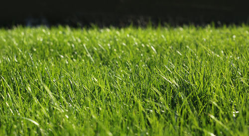 Close-up of grass growing in field