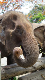 Close up of an elephant in elephant care sanctuary, mae tang, chiang mai province, thailand.