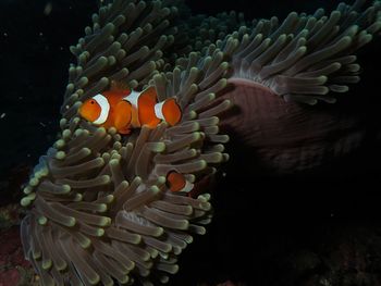 Close-up of fish underwater