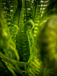 Detail shot of green leaves