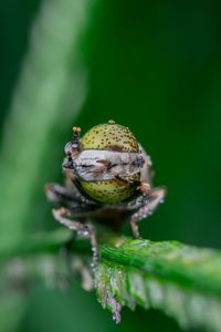 Close-up of insect on leaf