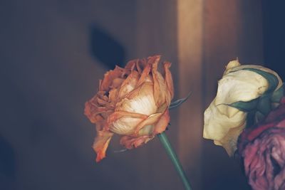 Close-up of wilted rose