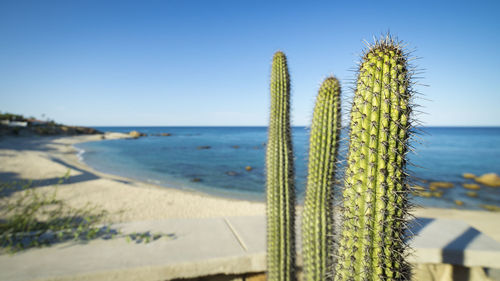 Close-up of cactus growing on beach against clear blue sky