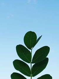 Close-up of plant against clear blue sky