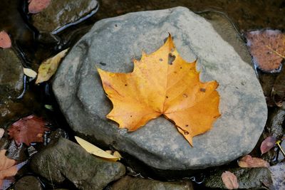 Close-up of fallen maple leaves